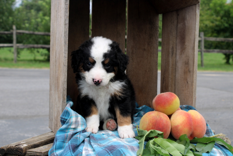 puppy, for, sale, Mini Bernedoodle F2, Matthew B. Stoltzfus, dog, breeder, Gap, PA, dog-breeder, puppy-for-sale, forsale, nearby, find, puppyfind, locator, puppylocator, aca